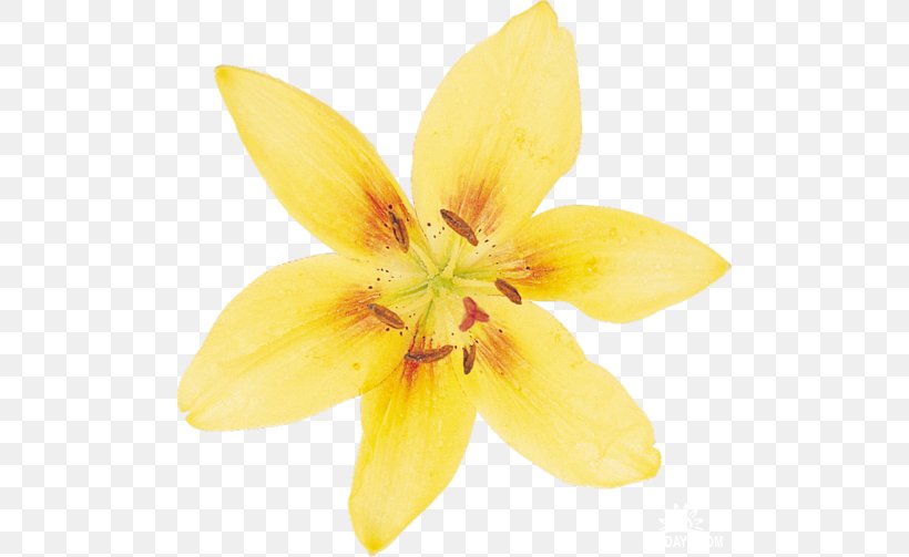 Narcissus Lilium Daffodil Flower Petal, PNG, 500x503px, Narcissus, Blume, Daffodil, Drawing, Flower Download Free