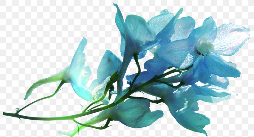 Petal Flower Ozan Optik Sancaktepe Ortadağ Blue Instagram, PNG, 800x443px, Petal, Aqua, Blue, Branch, Color Download Free