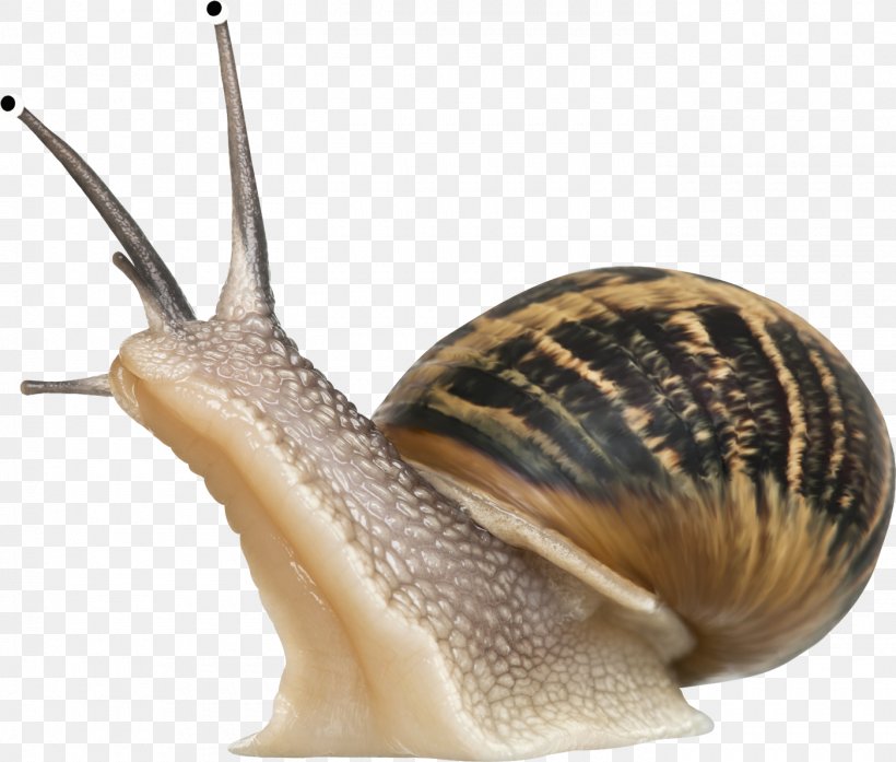Cornu Aspersum Burgundy Snail Snail Slime Pet, PNG, 1400x1190px, Cornu Aspersum, Animal, Burgundy Snail, Escargot, Gastropod Shell Download Free