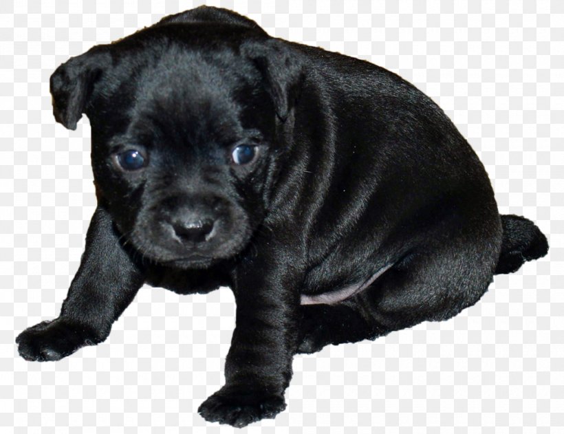 Dog Breed Patterdale Terrier Staffordshire Bull Terrier Puppy, PNG, 1000x770px, Dog Breed, American Staffordshire Terrier, Breed, Bull, Bull Terrier Download Free