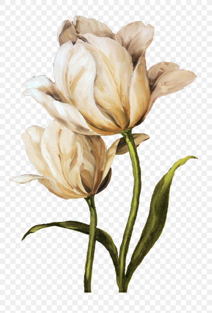Flower Amycus Carrow Painting Alecto Carrow, PNG, 1084x1600px, Flower, Alecto Carrow, Amycus Carrow, Art, Bud Download Free