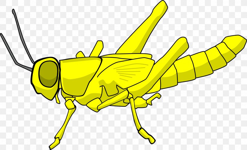 Insect Locust Grasshopper Clip Art, PNG, 2400x1459px, Insect, Artwork, Australian Plague Locust, Black And White, Calliptamus Italicus Download Free
