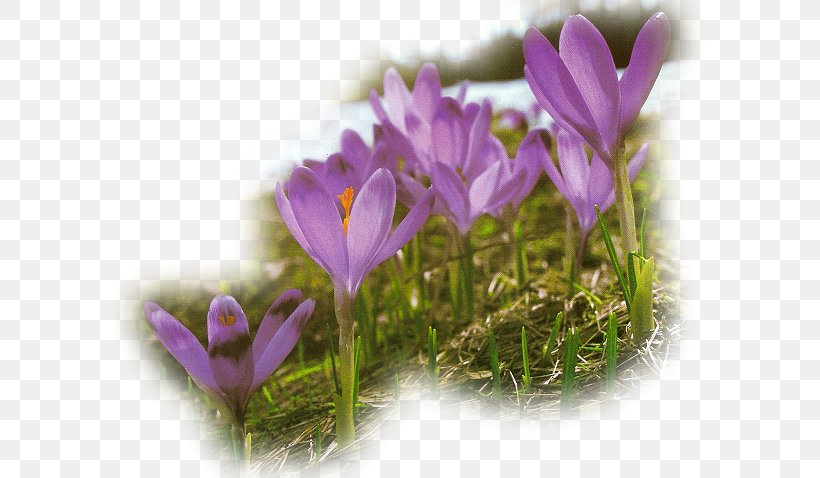 Spring Flower Easter, PNG, 594x478px, Spring, Autumn, Bud, Crocus, Easter Download Free