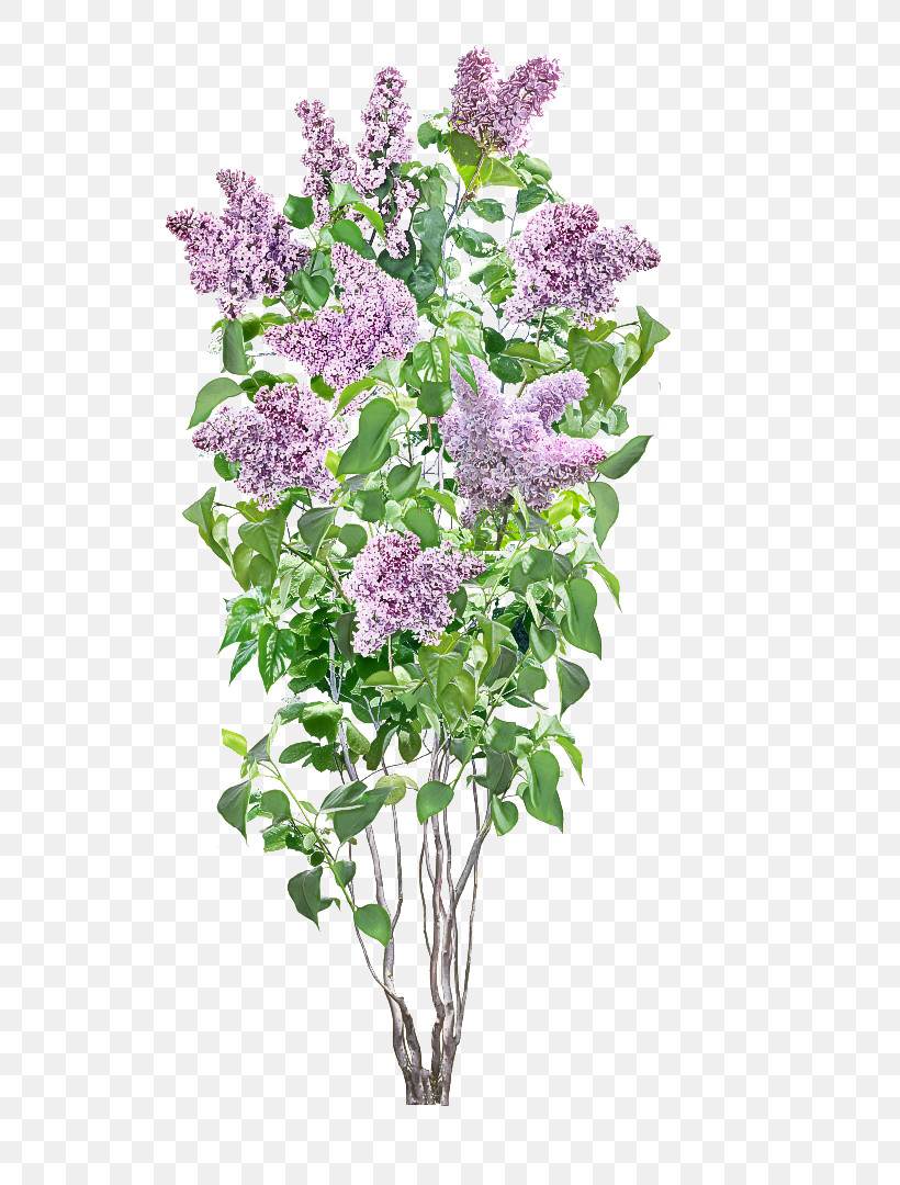 Lavender, PNG, 755x1080px, Flower, Bouquet, Buddleia, Cut Flowers, Lavender Download Free
