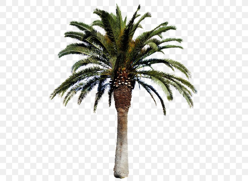 Palm Tree, PNG, 600x600px, Tree, Arecales, Attalea Speciosa, Date Palm, Desert Palm Download Free