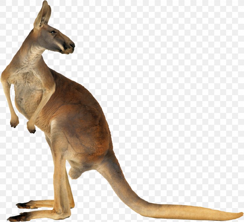 Red Kangaroo Australia Eastern Grey Kangaroo, PNG, 1853x1689px, Australia, Boxing Kangaroo, Fauna, Kangaroo, Macropodidae Download Free