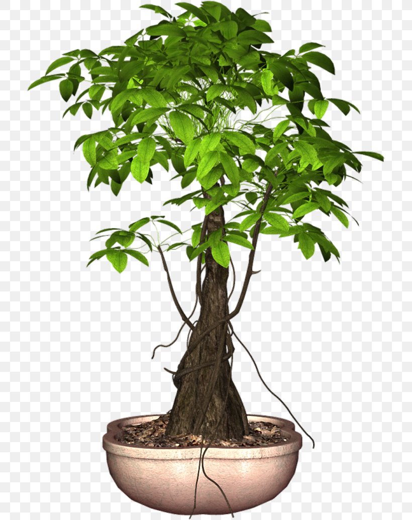 Sageretia Theezans Flowerpot Tree Ornamental Plant, PNG, 714x1035px, Sageretia Theezans, Bonsai, Flower, Flowerpot, Houseplant Download Free