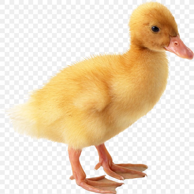 American Pekin Duckling Duckling Goose, PNG, 1663x1667px, American Pekin, Beak, Bird, Chicken, Duck Download Free
