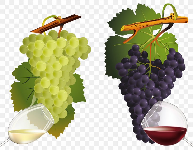 Common Grape Vine Wine Grape Leaves, PNG, 3189x2480px, Common Grape Vine, Food, Fruit, Grape, Grape Juice Download Free