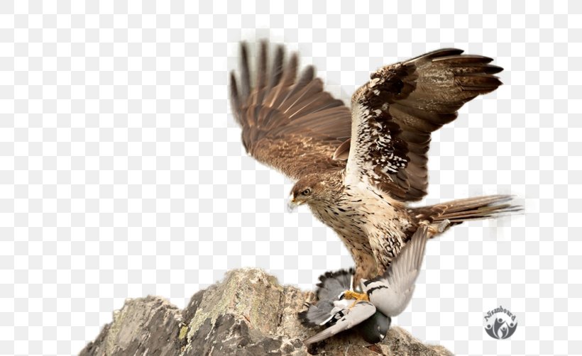 Hawk Eagle Faroz Pide & Akcaabat Kofte Salonu Buzzard Falcon, PNG, 800x502px, Hawk, Accipitriformes, Advertising, Beak, Bird Download Free