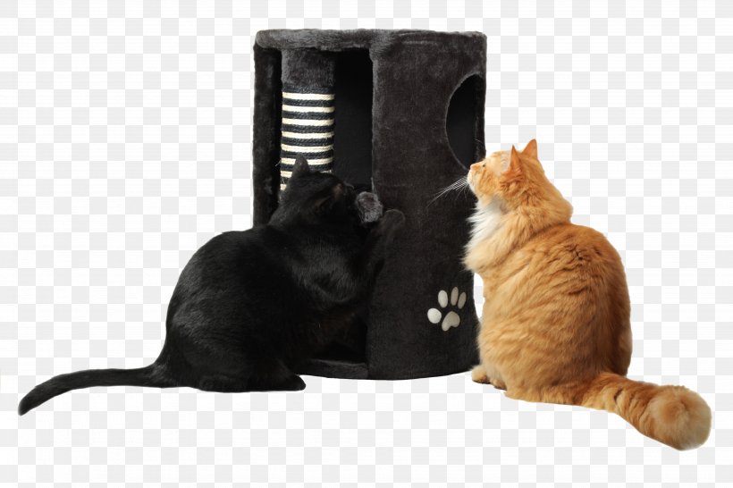 Cat Kitten Dog Pet TRAZ, PNG, 3888x2592px, Cat, Animal, Black Cat, Carnivoran, Cat Like Mammal Download Free
