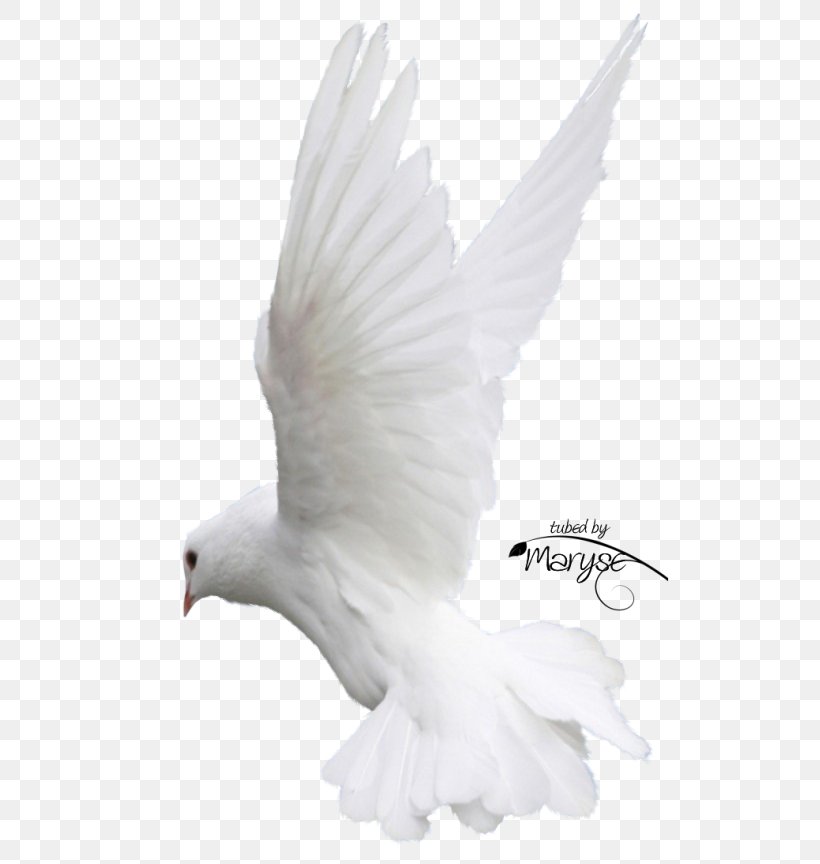 Columbidae Bird Homing Pigeon Flight Feather, PNG, 534x864px, Columbidae, Animal, Beak, Bird, Bird Of Prey Download Free