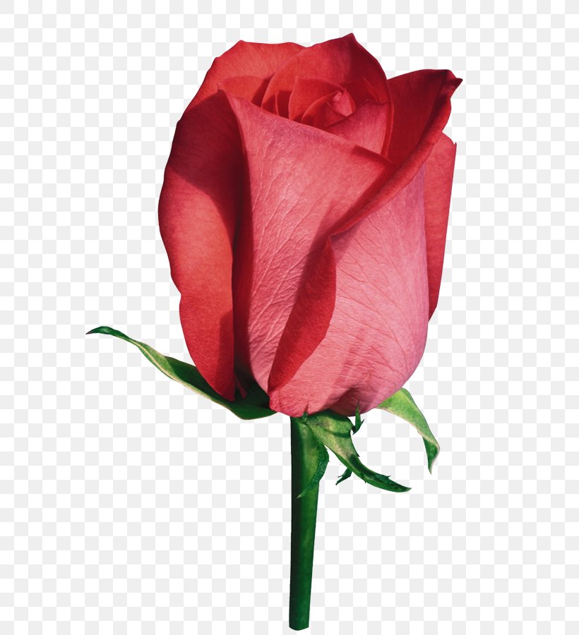 Flower Rose Pink, PNG, 623x900px, Flower, Bud, Close Up, Color, Cut Flowers Download Free