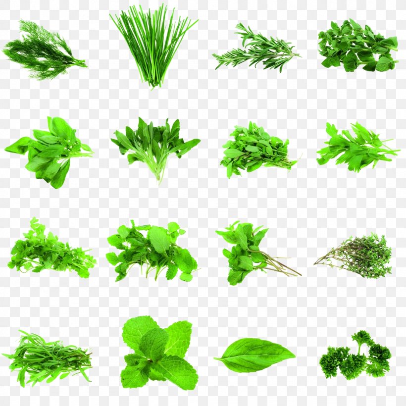 Herb Coriander Parsley Rosemary Spice, PNG, 1024x1024px, Herb, Basil, Branch, Common Sage, Cooking Download Free