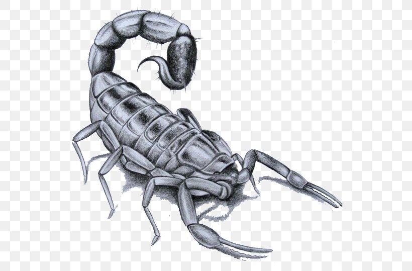 Scorpion Flash Tattoo Drawing, PNG, 562x539px, Scorpion, Art, Arthropod, Automotive Design, Deathstalker Download Free