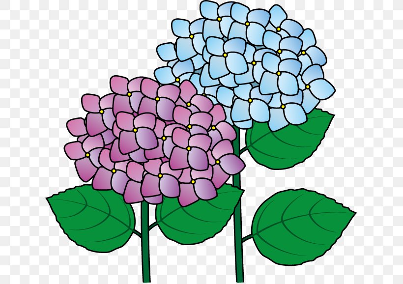 Cut Flowers French Hydrangea Plant Clip Art, PNG, 636x578px, Flower, Artwork, Cut Flowers, Flora, Floral Design Download Free