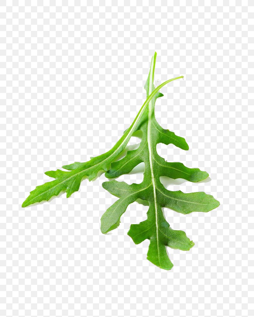 Leaf Vegetable Arugula, PNG, 793x1024px, Leaf Vegetable, Arugula, Branch, Herb, Herbalism Download Free