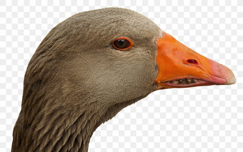 Swan Goose Duck Bird Cygnini, PNG, 960x601px, Goose, Beak, Bird, Cygnini, Duck Download Free