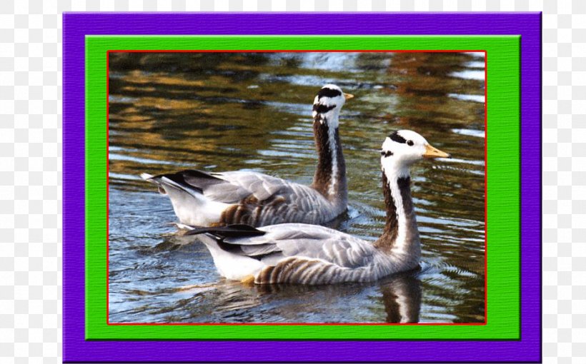 Bar-headed Goose Duck Bird Cygnini, PNG, 934x581px, Goose, Barheaded Goose, Beak, Bird, Bird Migration Download Free