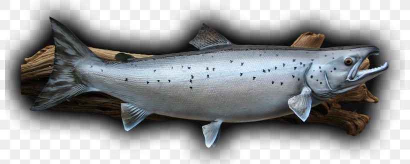 Coho Salmon Smoked Salmon Trout Atlantic Salmon, PNG, 800x329px, Coho Salmon, Atlantic Salmon, Bony Fish, Chinook Salmon, Coho Download Free