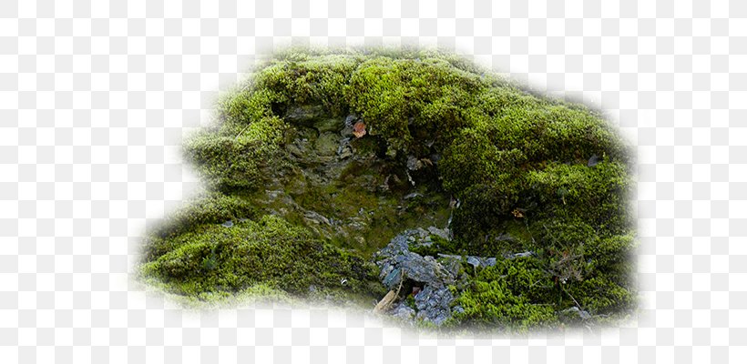 Moss Vegetation Forest, PNG, 700x400px, Moss, Biome, Forest, Grass, Lawn Download Free