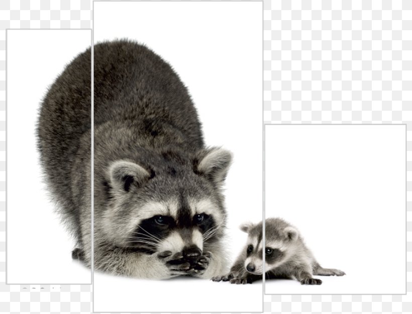 Raccoon Portable Network Graphics Laughlin's Pest Control Child, PNG, 800x624px, Raccoon, Carnivoran, Child, Exterminator, Fauna Download Free