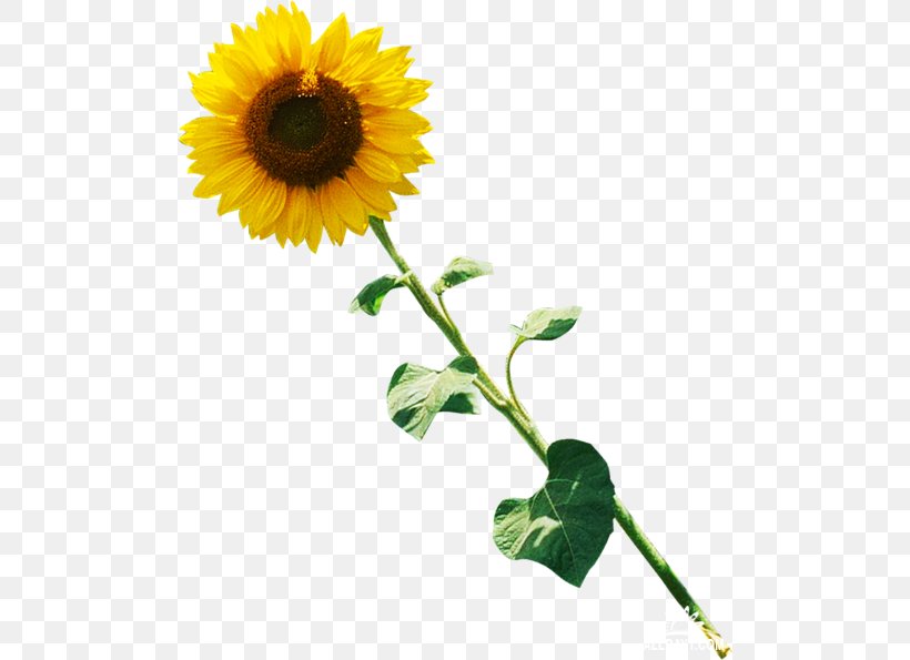 Common Sunflower Clip Art, PNG, 500x595px, Common Sunflower, Annual Plant, Cut Flowers, Daisy Family, Digital Image Download Free
