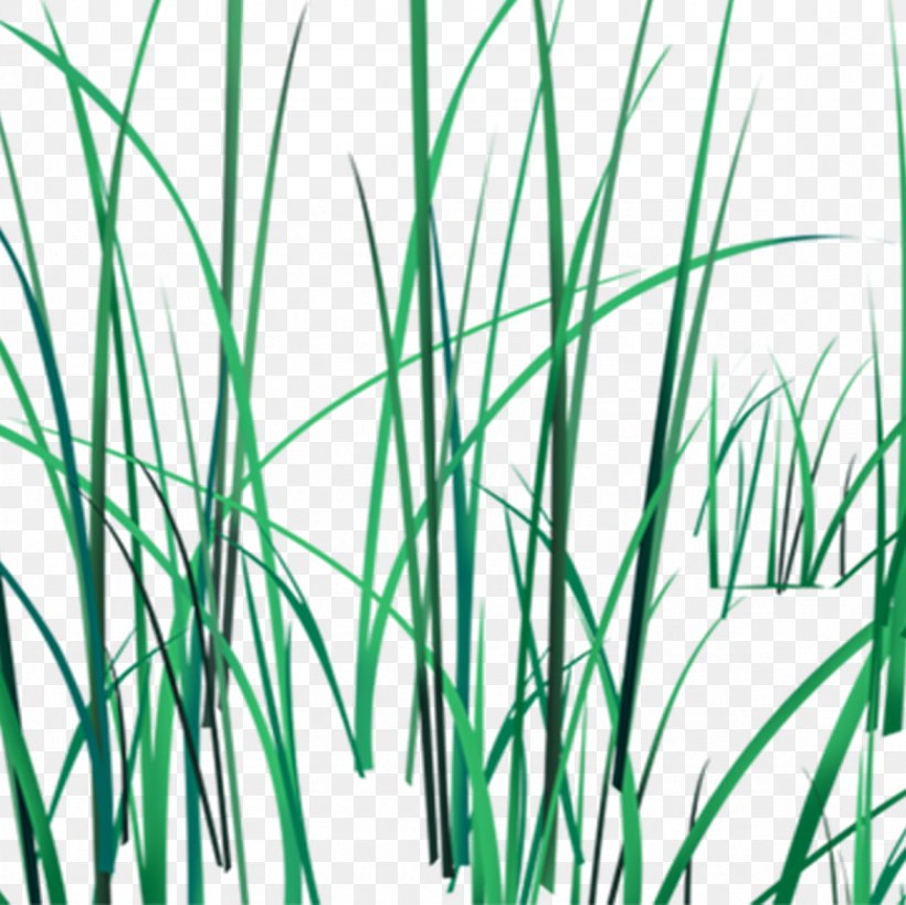 Download, PNG, 1181x1181px, Grasses, Computer Graphics, Grass, Grass Family, Green Download Free