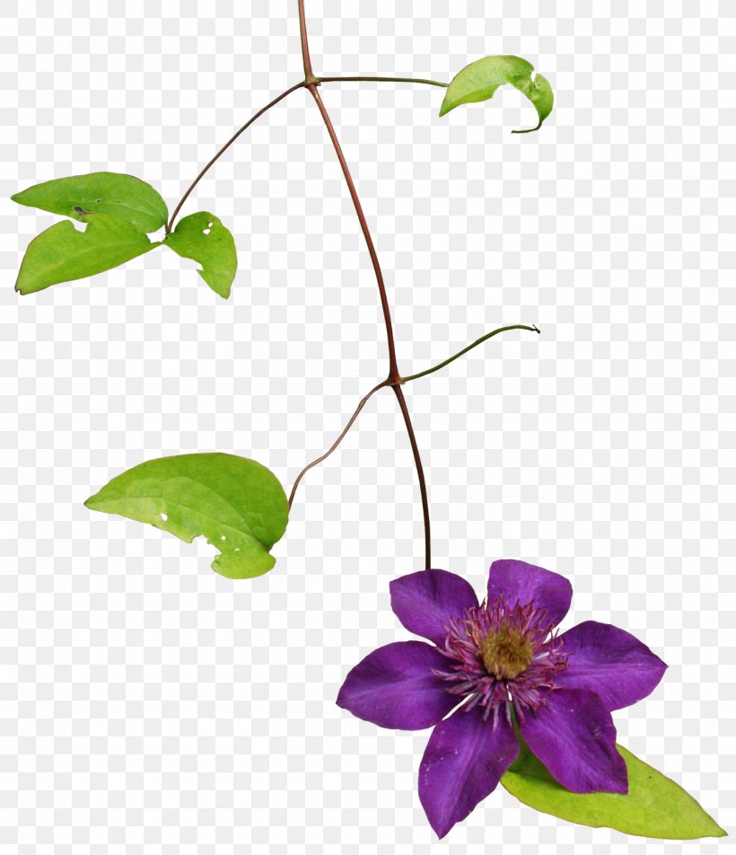 Clematis Armandii, PNG, 1377x1600px, Vine, Branch, Editing, Flora, Floral Design Download Free