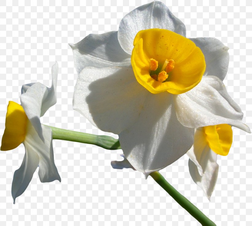Narcissus Tazetta Narcissus Jonquilla Narcissus Papyraceus Narcissus Poeticus Narcissus Pseudonarcissus, PNG, 1280x1150px, Narcissus Tazetta, Amaryllidaceae, Amaryllis Family, Bulb, Daffodil Download Free
