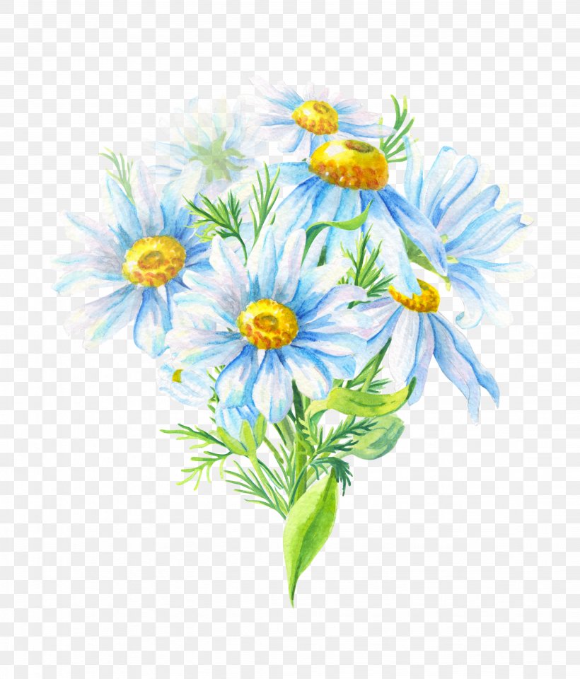 Chrysanthemum Oxeye Daisy Daisy Family Roman Chamomile Cut Flowers, PNG, 4518x5290px, Chrysanthemum, Aster, Chamaemelum Nobile, Chamomiles, Chrysanths Download Free