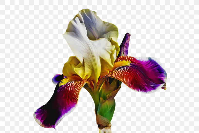 Flower Purple Petal Plant Iris, PNG, 2444x1636px, Flower, Iris, Iris Family, Iris Versicolor, Petal Download Free