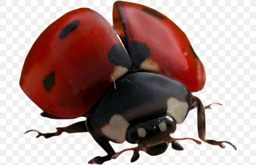 Ladybird Beetle Rhinoceros Beetles Seven-spot Ladybird, PNG, 699x528px, Ladybird Beetle, Arthropod, Beetle, Color, Element Download Free