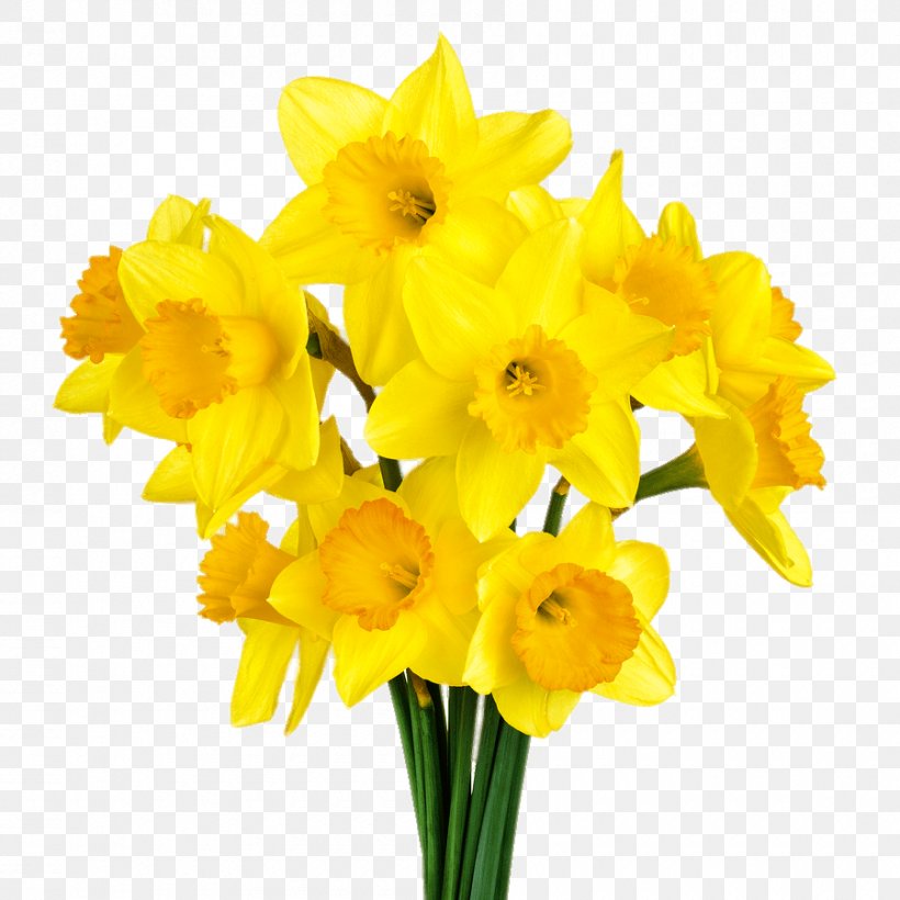 Narcissus Pseudonarcissus Clip Art, PNG, 900x900px, Narcissus Pseudonarcissus, Amaryllis Family, Cut Flowers, Daffodil, Flower Download Free