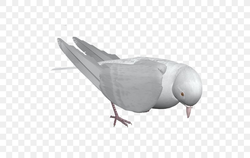 Rock Dove Bird, PNG, 557x520px, Rock Dove, Adobe Flash Player, Animation, Beak, Bird Download Free