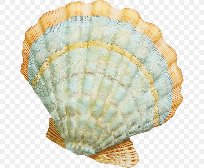 Seashell Marine Clip Art, PNG, 658x676px, Seashell, Animation, Beach, Clam, Clams Oysters Mussels And Scallops Download Free