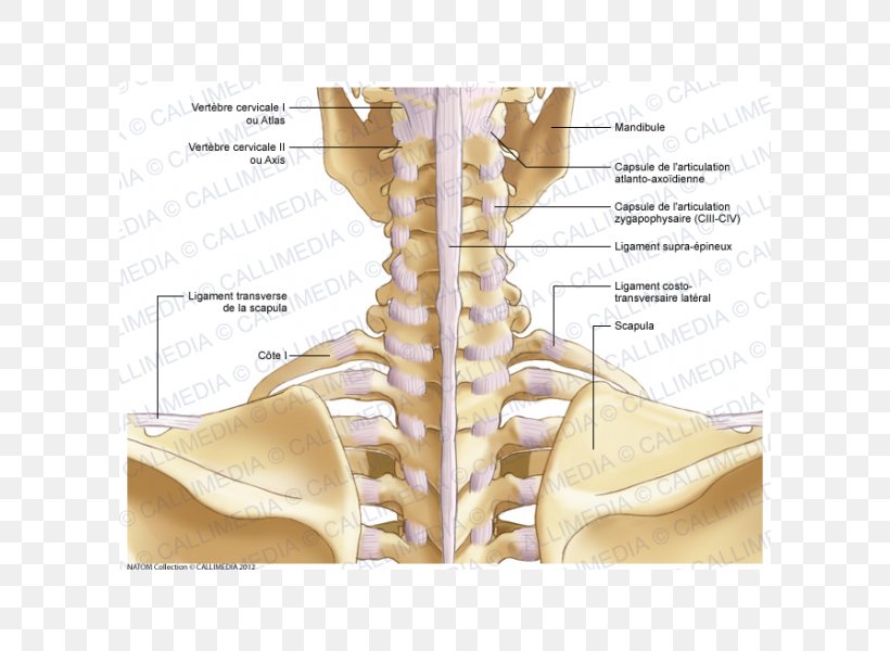 Shoulder Bone Neck Atlanto-occipital Joint, PNG, 600x600px, Watercolor, Cartoon, Flower, Frame, Heart Download Free