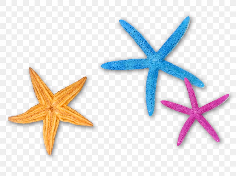 Starfish Color Blue, PNG, 1632x1221px, Starfish, Blue, Color, Echinoderm, Invertebrate Download Free