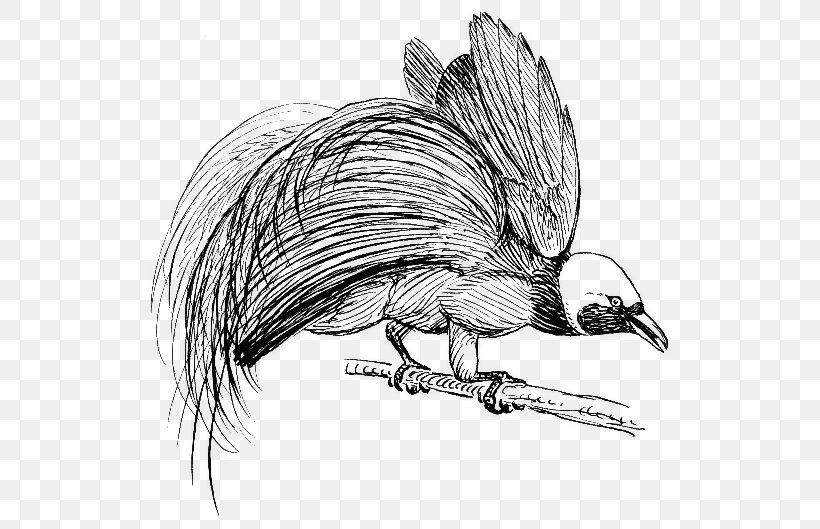 Bird-of-paradise New Guinea Bird Of Prey Clip Art, PNG, 559x529px, Bird, Animal, Art, Beak, Bird Of Paradise Flower Download Free