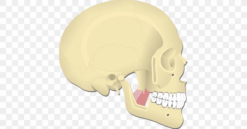 Nose Hearing Jaw, PNG, 1200x630px, Nose, Bone, Ear, Head, Hearing Download Free