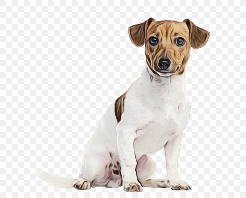 Rat Cartoon, PNG, 700x660px, Jack Russell Terrier, American Staffordshire Terrier, Brazilian Terrier, Breed, Companion Dog Download Free