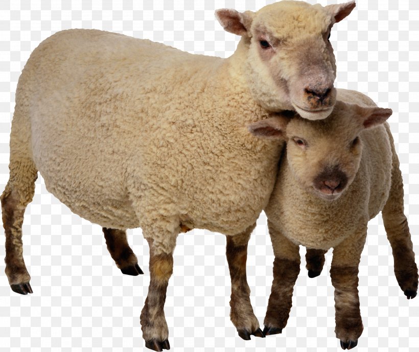 Sheep Computer File, PNG, 2751x2313px, Sheep, Clipping Path, Cow Goat Family, Dots Per Inch, Goat Download Free