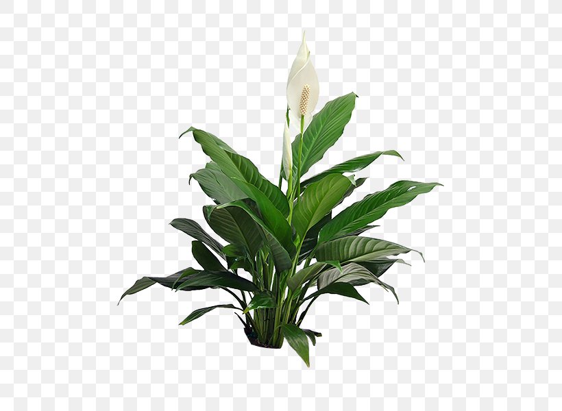 Spathiphyllum Wallisii Houseplant Guzmania Indoor Plants, PNG, 600x600px, Spathiphyllum Wallisii, Aquarium Decor, Arums, Bromeliads, Evergreen Download Free