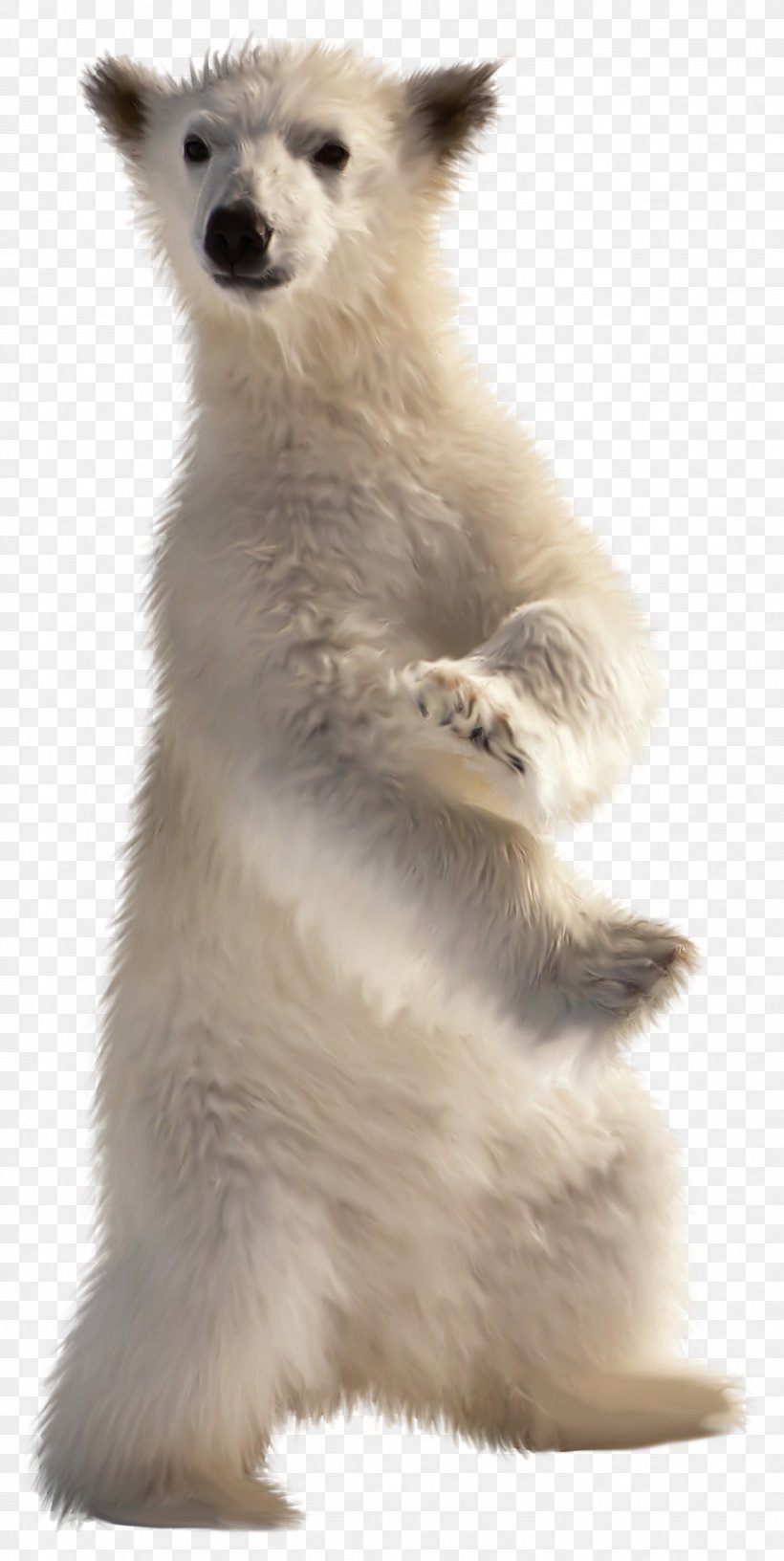 Baby Polar Bear American Black Bear Desktop Wallpaper, PNG, 1443x2872px, 2k Resolution, 4k Resolution, Polar Bear, American Black Bear, Baby Polar Bear Download Free