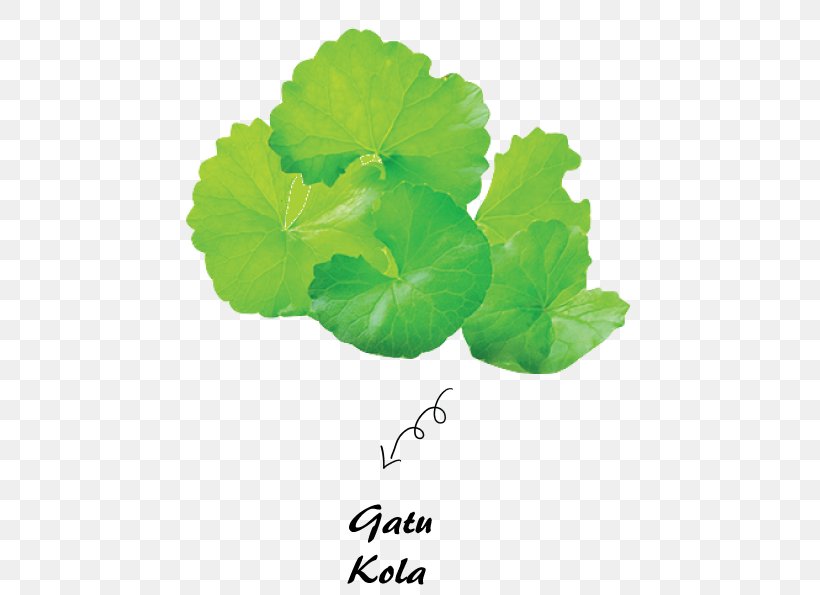 Centella Asiatica Stock Photography Herb Waterhyssop Image, PNG, 498x595px, Centella Asiatica, Annual Plant, Ayurveda, Flower, Green Download Free