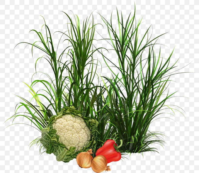 Herb Vegetable Food Drawing Image, PNG, 800x712px, Herb, Commodity, Drawing, Flowerpot, Food Download Free