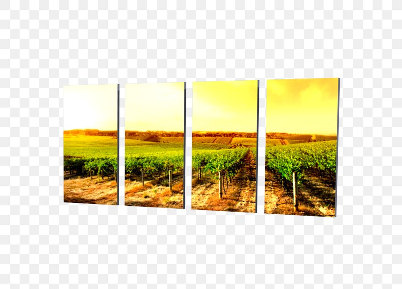 Modern Art Common Grape Vine Picture Frames Rectangle, PNG, 591x591px, Modern Art, Art, Common Grape Vine, Field, Flower Download Free