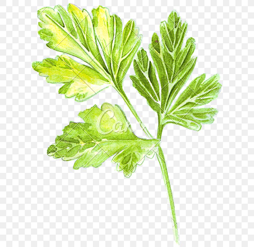 Parsley Drawing Coriander Illustration Watercolor Painting, PNG, 616x800px, Parsley, Botany, Celery, Chinese Celery, Coloring Book Download Free
