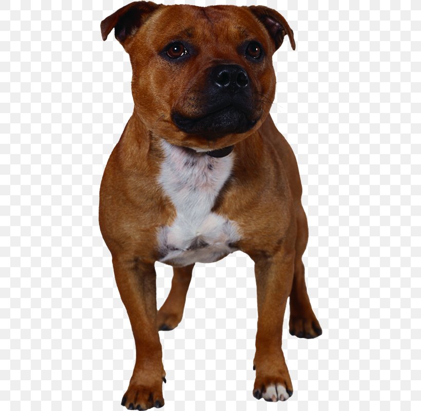 Dog Breed Staffordshire Bull Terrier American Staffordshire Terrier Dorset Olde Tyme Bulldogge Olde English Bulldogge, PNG, 437x800px, Dog Breed, American Pit Bull Terrier, American Staffordshire Terrier, Animal, Breed Download Free