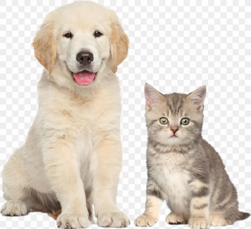 Dog Food Cat Food Pet, PNG, 884x805px, Dog, Carnivoran, Cat, Cat Food, Cat Like Mammal Download Free